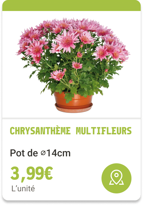 1- Chrysanthèmes Multifleurs