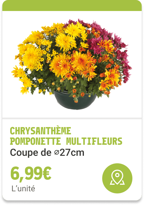 2-Chrysanthèmes Pomponette Multifleurs
