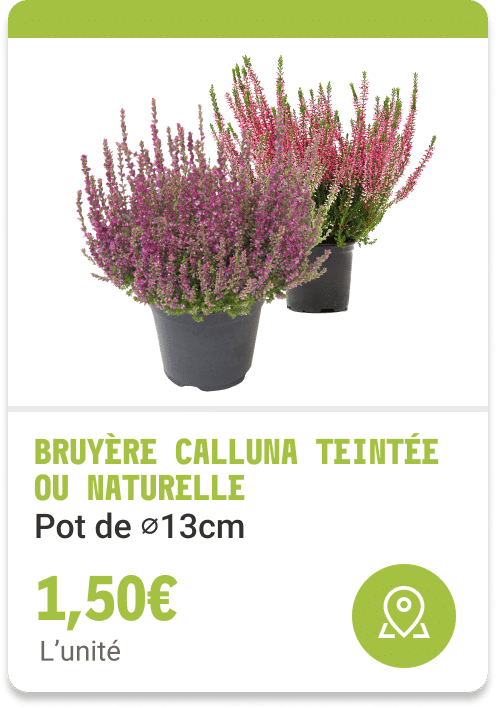 4-bruyère calluna teintée ou naturelle