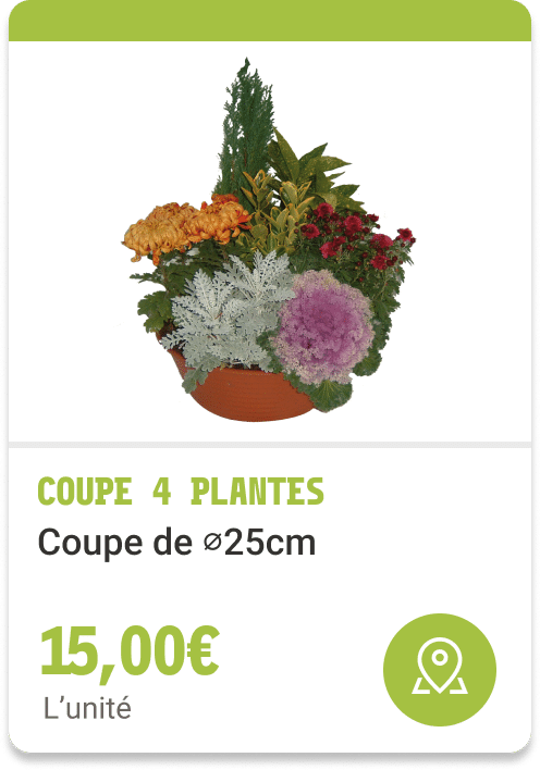 6- Coupe 4 plantes