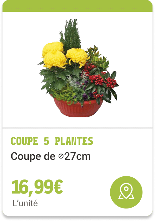 7- Coupe 5 plantes