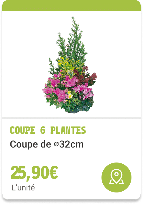 8- Coupe 6 plantes
